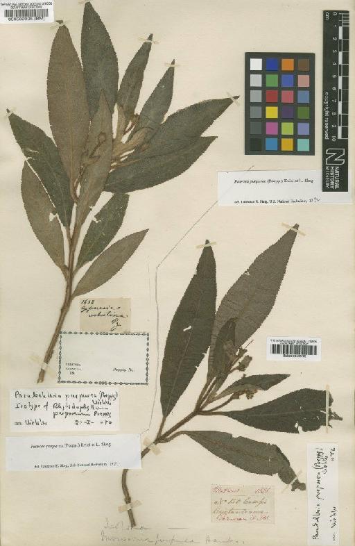 Pearcea purpurea (Poepp.) L.P.Kvist & L.E.Skog - BM000953516