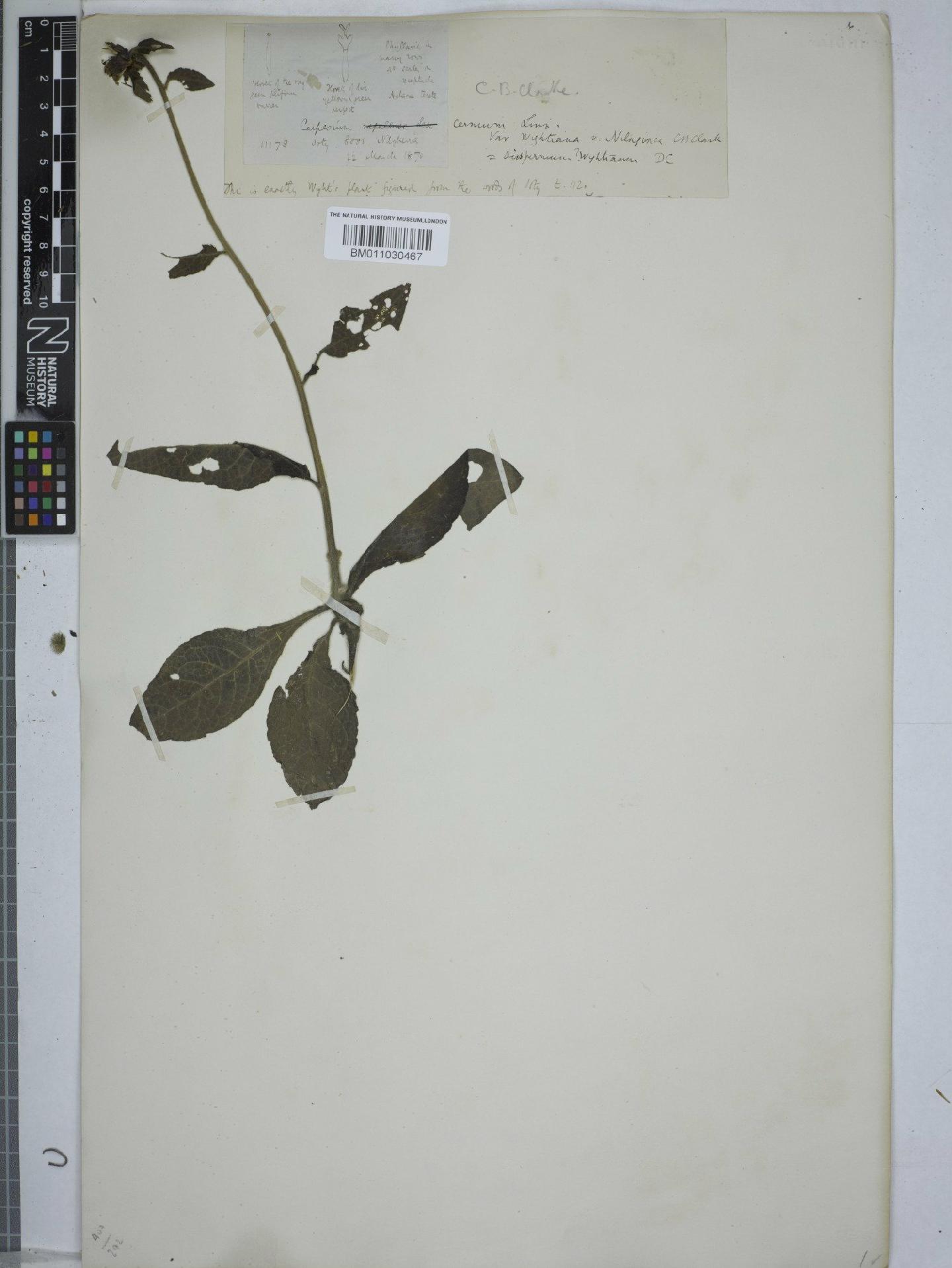 To NHMUK collection (Carpesium nepalense Less; NHMUK:ecatalogue:9154161)