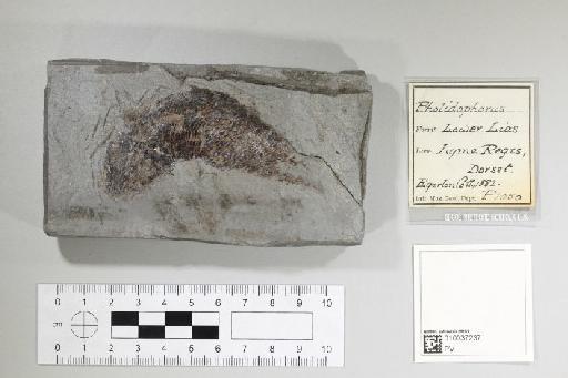 Pholidophorus latiusculus Agassiz, 1832 - 010037237_L010041587