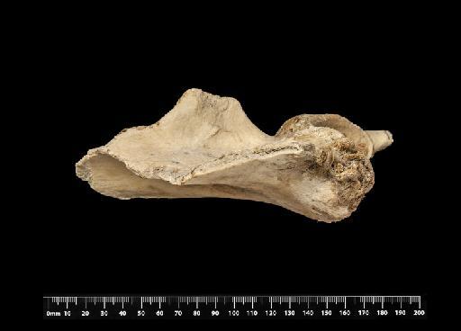 Mylodon darwinii Owen, 1840 - NHMUK PV M 8697 (6)