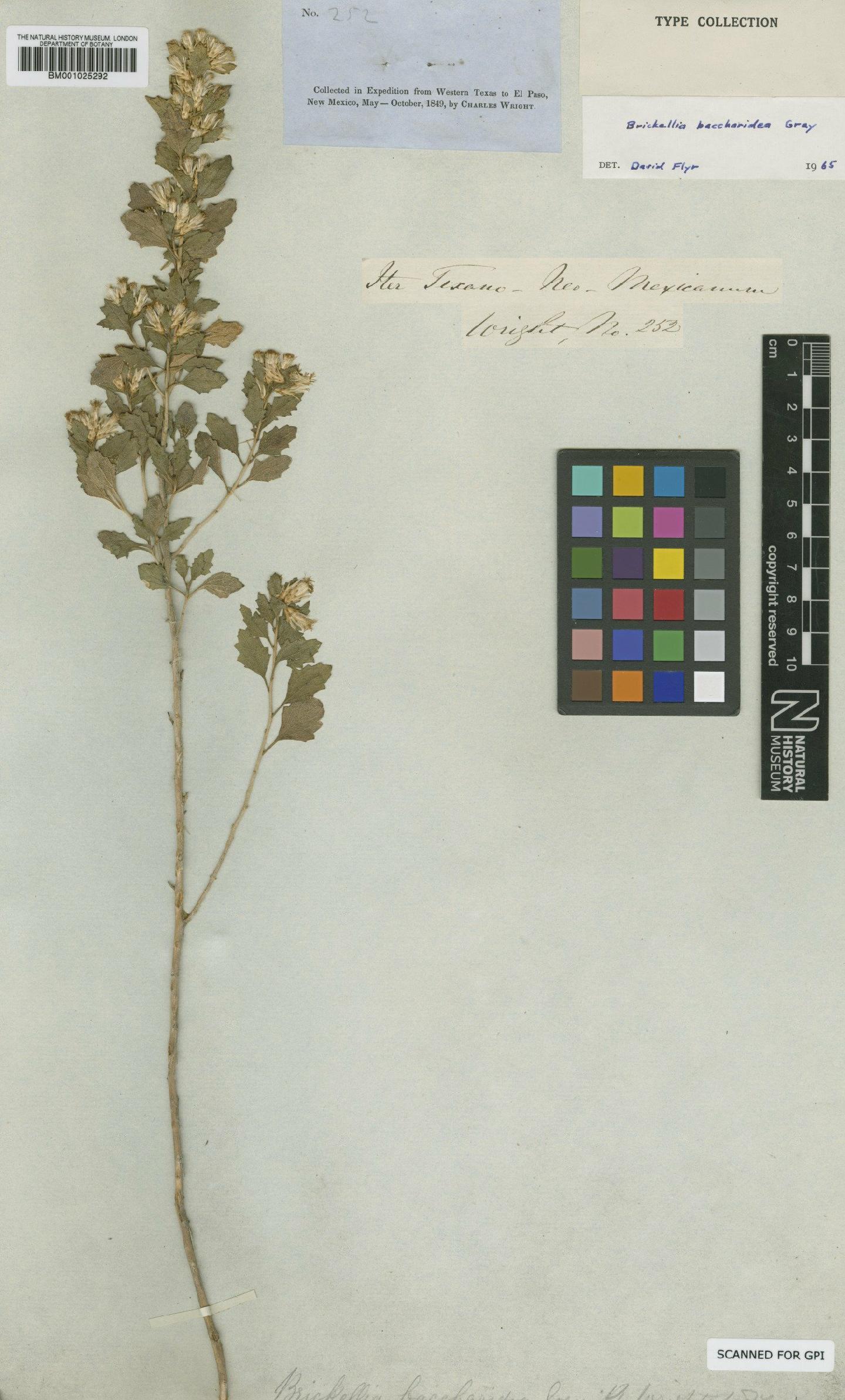 To NHMUK collection (Brickellia baccharidea A.Gray; Type; NHMUK:ecatalogue:745575)