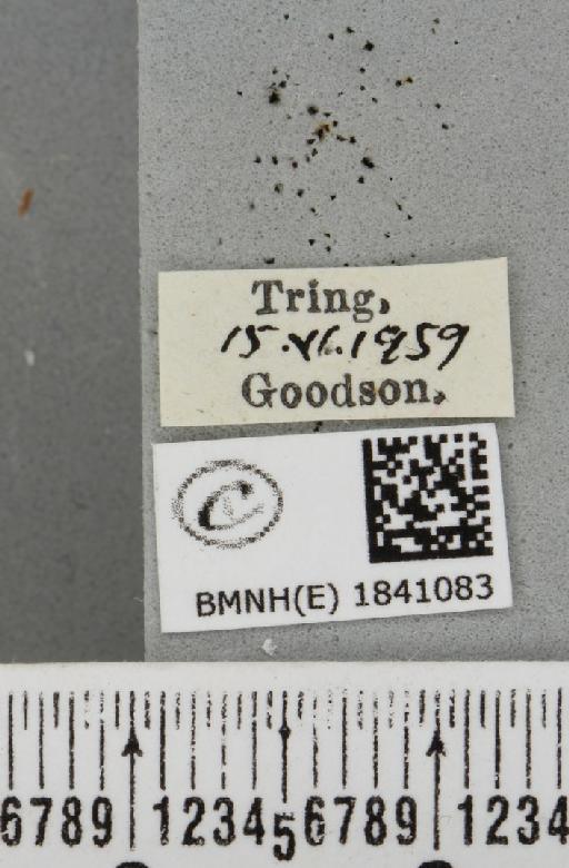 Lomaspilis marginata (Linnaeus, 1758) - BMNHE_1841083_label_419342