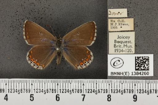 Lysandra bellargus (Rottemburg, 1775) - BMNHE_1384260_173075