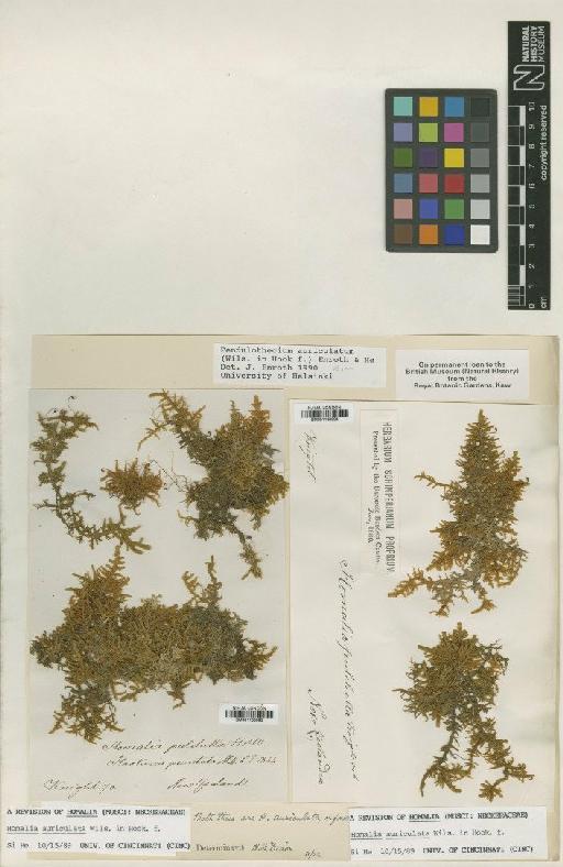 Pendulothecium auriculatum (Wilson) Enroth & S.He - BM001108093_a