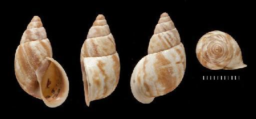 Bulinus versicolor Broderip, 1832 - 1842.5.10.180-182, POSSIBLE SYNTYPES, Bulinus versicolor Broderip, 1832