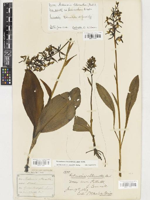 Platanthera chlorantha (Custer) Rchb. - BM001117948