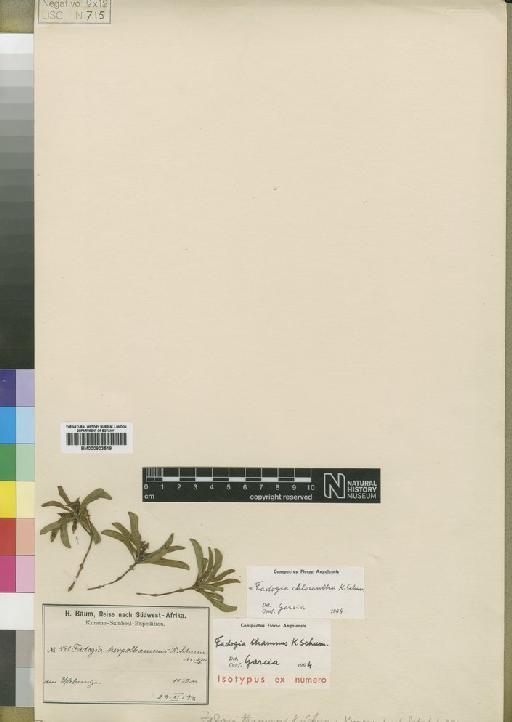 Fadogia chlorantha Schum - BM000903519