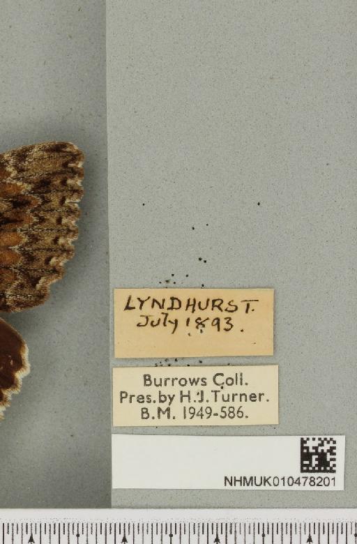 Catocala sponsa ab. demaculata Heinrich, 1916 - NHMUK_010478201_label_543925