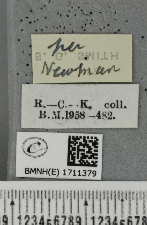 Cyclophora annularia (Fabricius, 1775) - BMNHE_1711379_a_label_273542