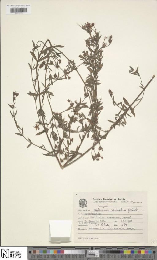 Hypericum carinatum Griseb. - BM001207312