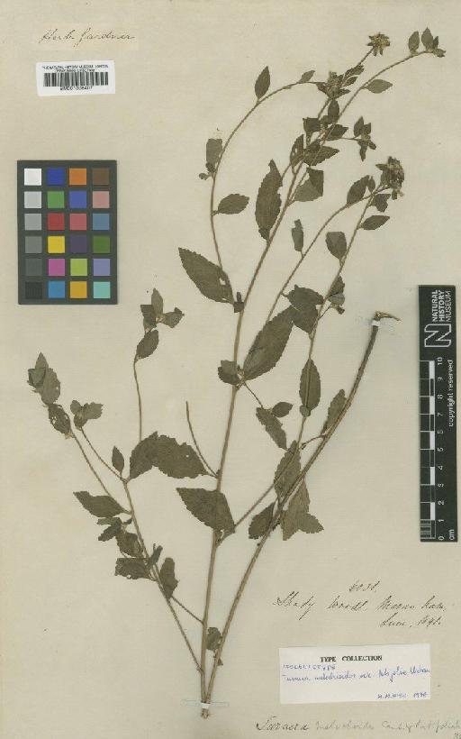 Turnera melochioides A.St.-Hil. & Cambess. - BM001008407