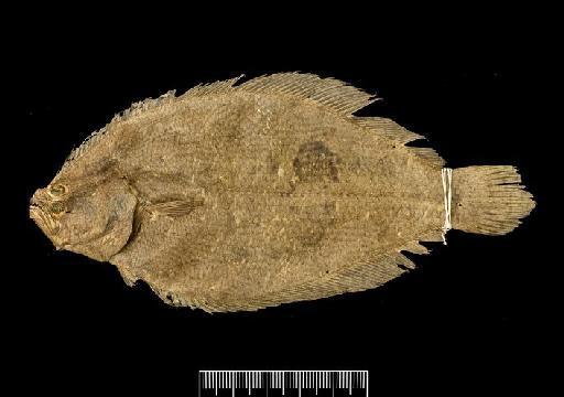 Citharichthys spilopterus Günther, 1862 - Citharichthys spilopterus SYNTYPE 1848.1.12.1387