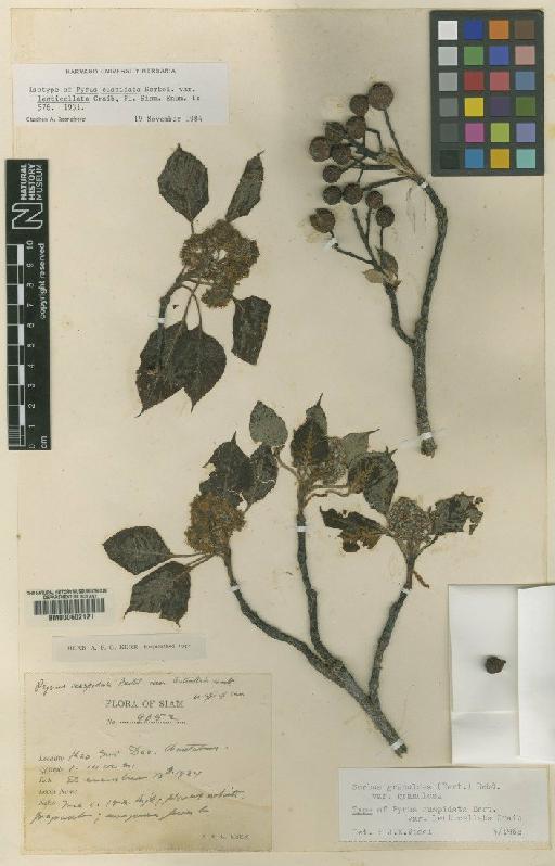 Sorbus granulosa var. granulosa (Bert) Rehd - BM000602121