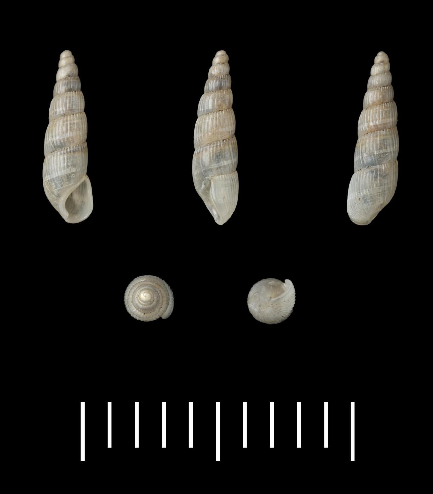 To NHMUK collection (Achatina musaecola Morelet, 1860; SYNTYPE(S); NHMUK:ecatalogue:6767693)