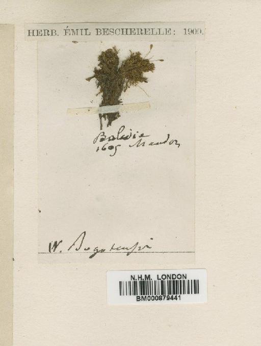 Oreoweisia bogotensis (Hampe) Mitt. - BM000879441