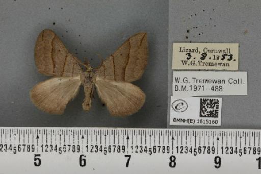 Scotopteryx luridata plumbaria (Fabricius, 1775) - BMNHE_1615160_304616