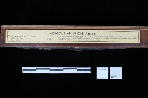 Acrodus anningae Agassiz, 1837 - 010022201_L010040447_(2)