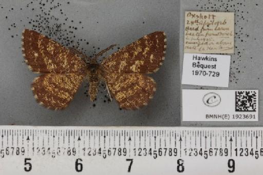 Ematurga atomaria (Linnaeus, 1758) - BMNHE_1923691_488275