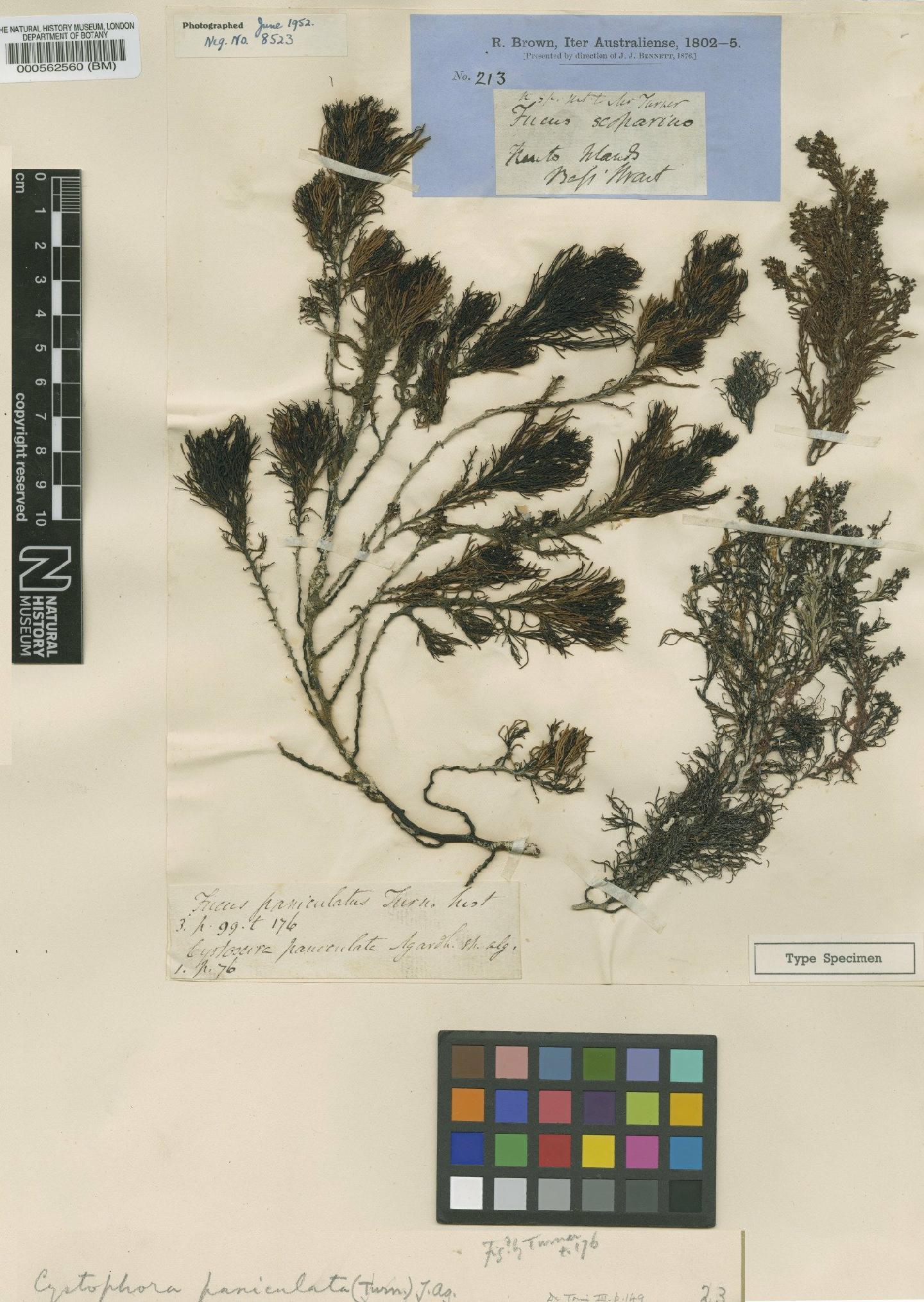 To NHMUK collection (Acrocarpia paniculata (Turner) Areschoug; Type; NHMUK:ecatalogue:4721783)