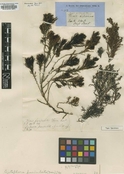 Acrocarpia paniculata (Turner) Areschoug - BM000562560