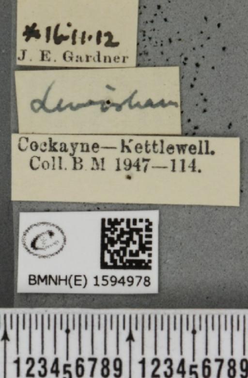 Idaea seriata ab. cubicularia Peyerimhoff, 1862 - BMNHE_1594978_label_262793
