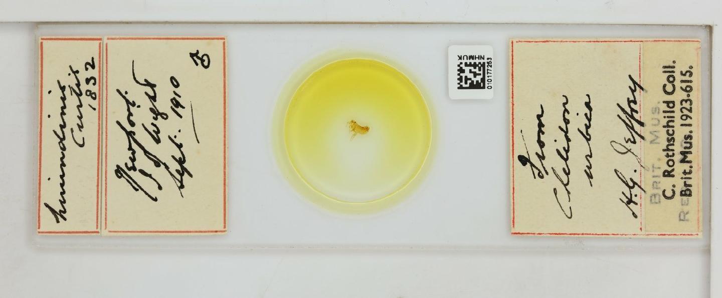Ceratophyllus hirundinis thumbnail