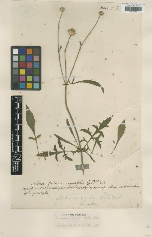 Cephalaria leucantha (L.) Roem. & Schult. - BM001209570