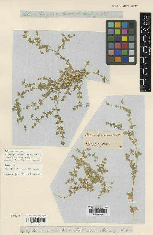 Stellaria cuspidata Willd. ex Schltdl. - BM001122706