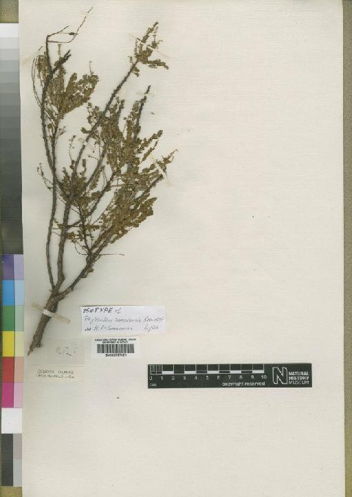 Phyllanthus comorensis Léandri - BM000797421