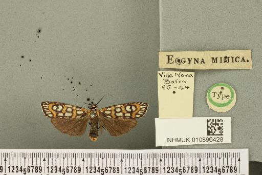Eggyna mimica Walker, 1866 - NHMUK 010896428 Eggyna mimica Walker 1866 holotypus