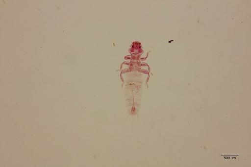 Comatomenopon elongatum Uchida, 1920 - 010710050_specimen