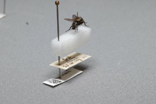Sarcophaga (Myorhina) nigriventris Meigen, 1826 - 015092180_additional_1