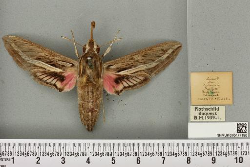 Hippotion celerio (Linnaeus, 1758) - NHMUK_010477190_534793