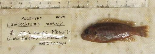 Labidochromis mbenjii Lewis, 1982 - BMNH 1981.1.9.41, HOLOTYPE, Labidochromis mbenjii