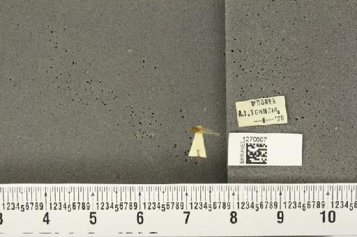 Megatrioza vitiensis Kirkaldy, 1907 - BMNHE_1270507_7662