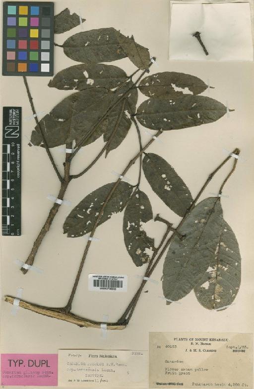 Canarium pilosum subsp. borneensis Leenh - BM000798963