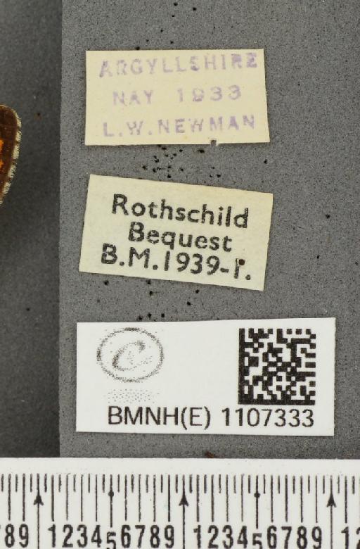 Euphydryas aurinia ab. virgata Tutt, 1896 - BMNHE_1107333_label_18570