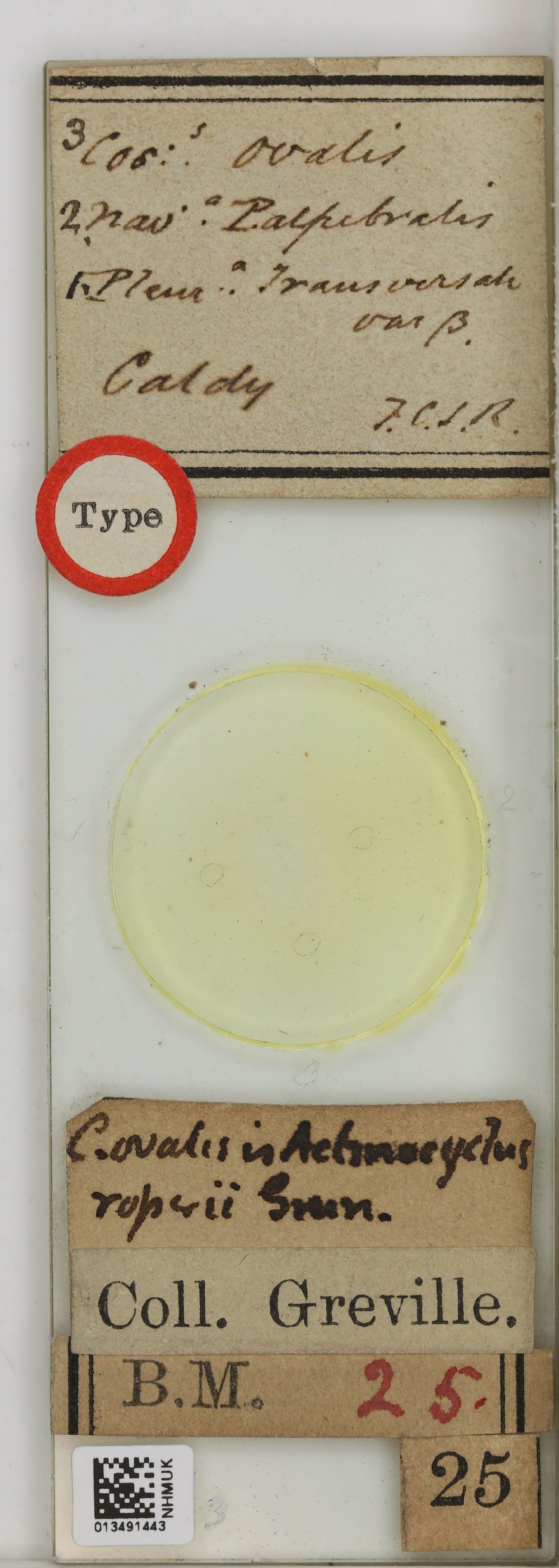 To NHMUK collection (Pleurosigma transversale var. beta Roper; SYNTYPE; NHMUK:ecatalogue:4728383)