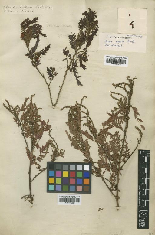 Chamaecrista glandulosa var. glandulosa (L.) Greene - BM000952099