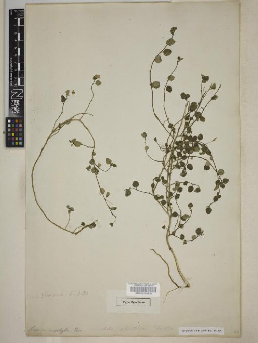 Sida alnifolia L. - BM000603912