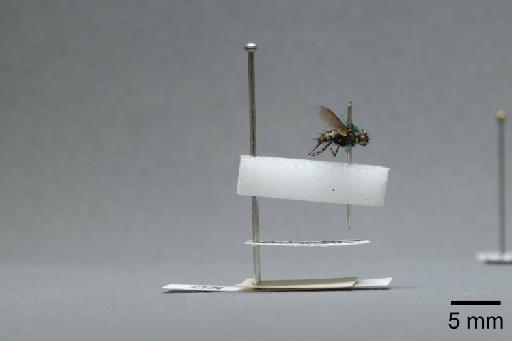 Sarcophaga (Myorhina) nigriventris Meigen, 1826 - 015092265_lateral