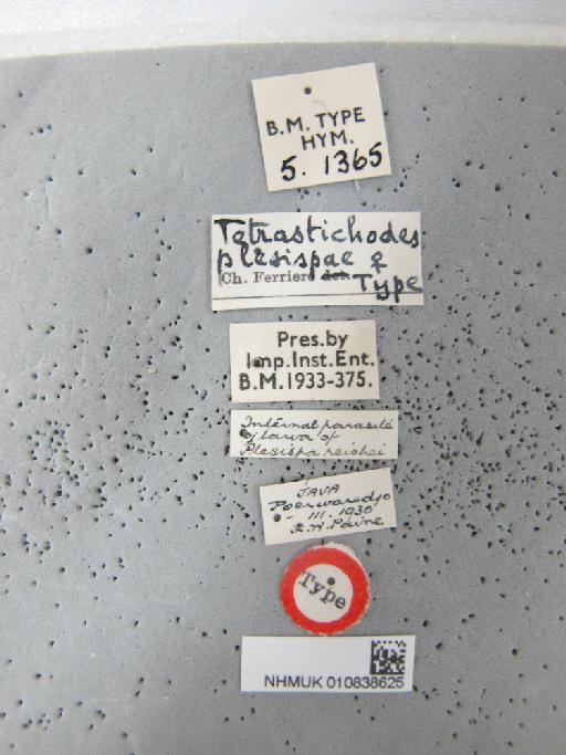 Aprostocetus plesispae (Ferrière, 1933) - 010838625_Tetrastichodes_plesispae_F_Syntype_5-1365_labels