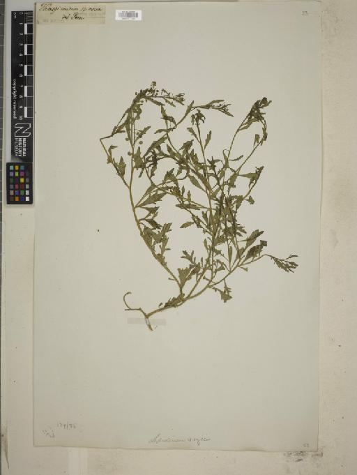 Lepidium virginianum L. - BM010777923