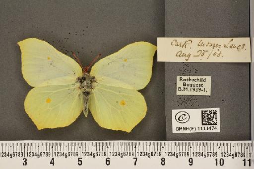 Gonepteryx rhamni rhamni ab. fervida Fritsch, 1911 - BMNHE_1111474_64695