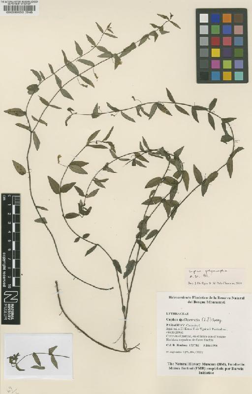 Cuphea polymorpha A.St.-Hil. - BM000590055