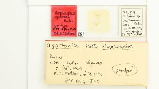 Amphorophora agathonica Hottes, 1950 - 014839314_112447_1092711_157842_Type