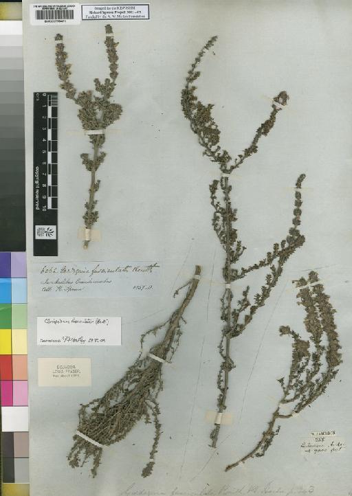 Clinopodium fasciculatum (Benth.) Govaerts - Spruce - BM000778471