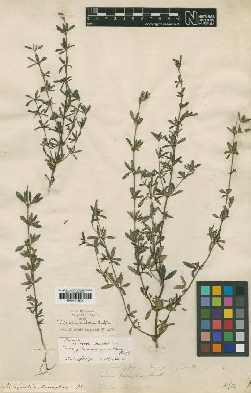 Zieria pilosa var. parviflora Benth. - BM001015526