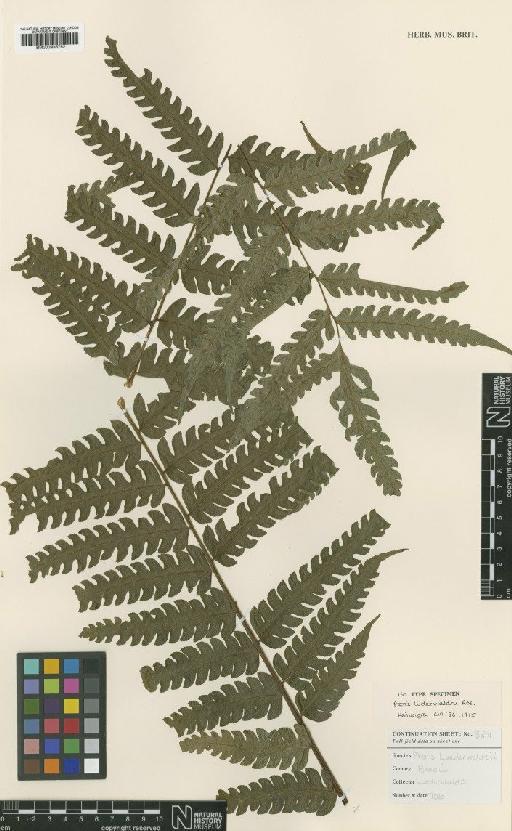 Pteris luderwaldtii Rosenst. - BM000936752