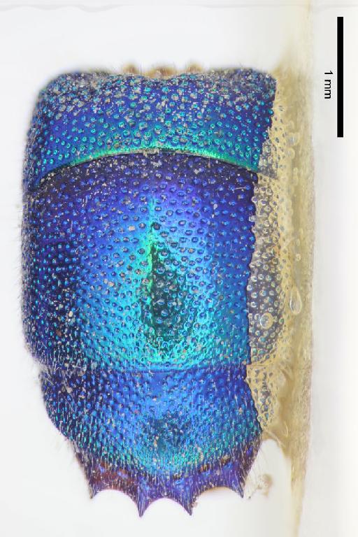 Chrysis flexilateralis Linsenmaier, 1968 - Chrysis_flexilateralis-BMNH(E)#970881_type-metasoma_dorsal-3_2X